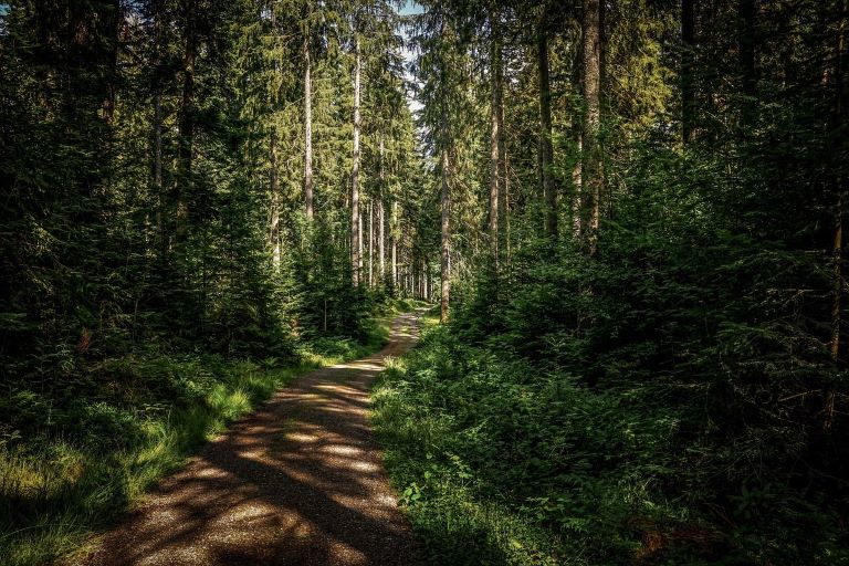 Forest areas are a challenge for outdoor robots.